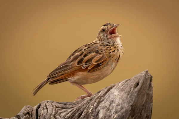 Zitting Cisticola Ανοίγει Ράμφος Στο Κούτσουρο Δέντρο — Φωτογραφία Αρχείου