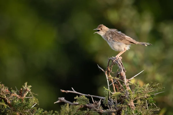 Zitting Cisticola Στο Σφύριγμα Αγκάθι Ανοίγει Ράμφος — Φωτογραφία Αρχείου