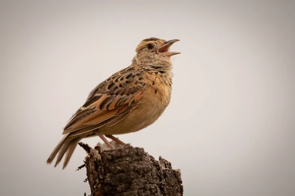 Zitting Cisticola Wzywa Martwym Pniu Drzewa — Zdjęcie stockowe