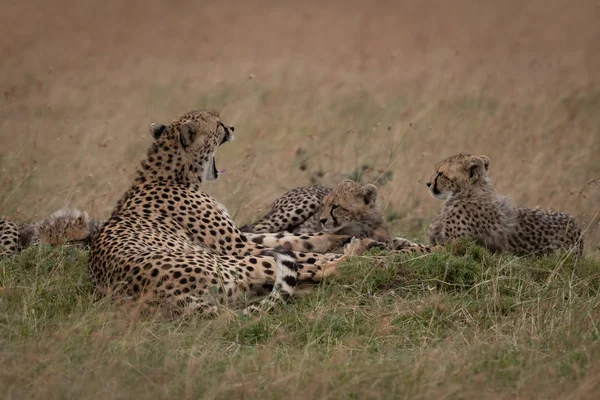 Guépard Bâillant Couché Avec Des Oursons Dans Herbe — Photo