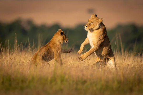 Two Lionesses Hind Legs Play Fighting — Stock Photo, Image