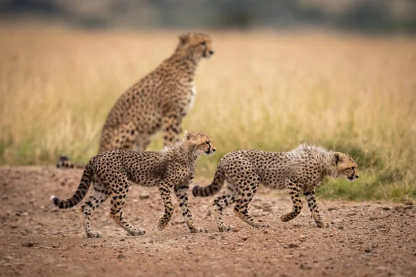 两只幼崽在赛道上走过猎豹 — 图库照片