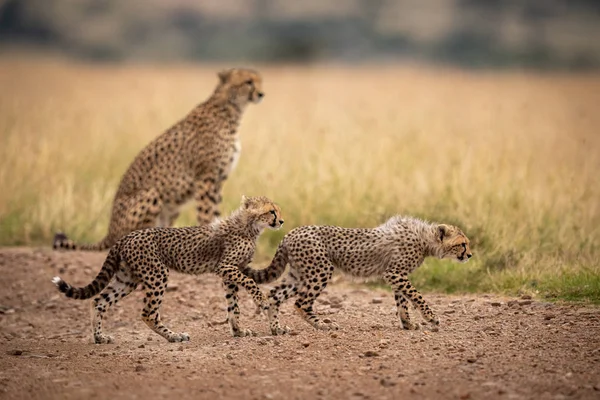 两个幼崽在赛道上走过猎豹 — 图库照片