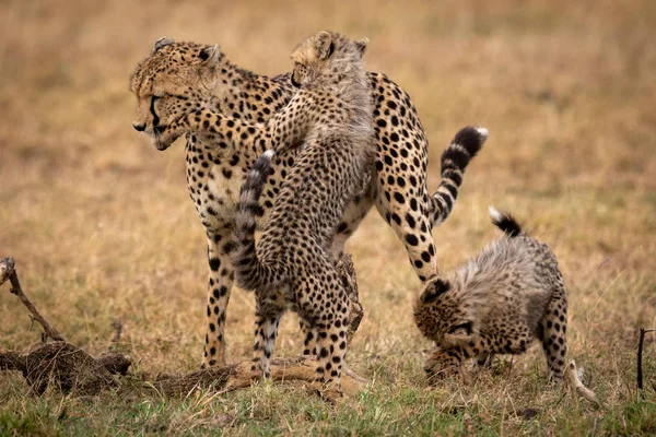 Két Cheetah Cubs Birkózni Anyjuk — Stock Fotó