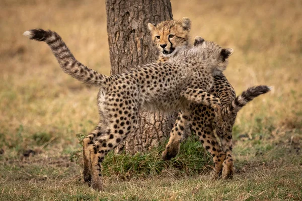 Zwei Gepardenbabys Ringen Baumstamm — Stockfoto