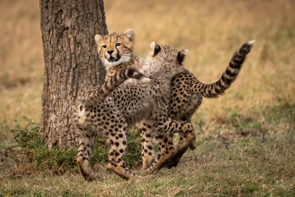 Två Cheetah Ungar Brottas Genom Trädstammen — Stockfoto