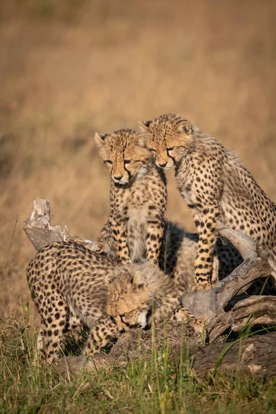 Två Cheetah Ungar Titta Annan Bit Log — Stockfoto