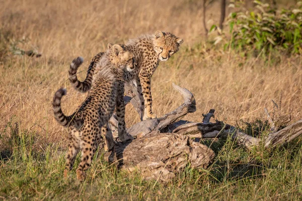 Twee Cheetah Welpen Permanent Dode Log — Stockfoto