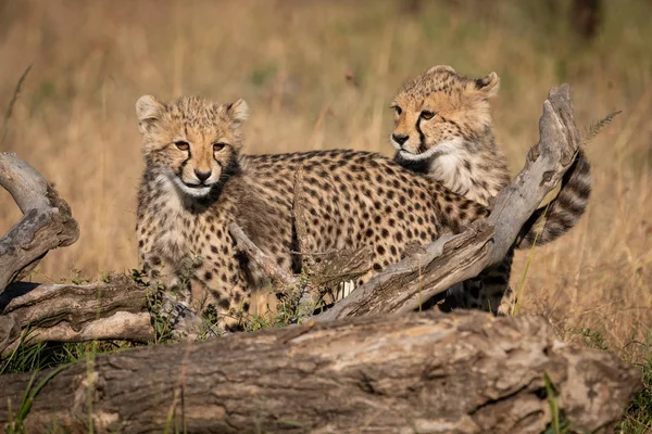 Två Cheetah Ungar Står Bakom Döda Logg — Stockfoto