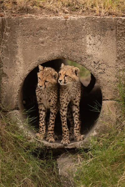 Twee Cheetah Welpen Permanent Concrete Pijp — Stockfoto