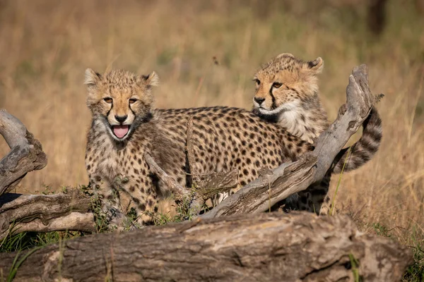 Två Cheetah Ungar Står Bakom Döda Logg — Stockfoto
