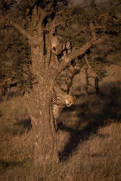 Δύο Τσίτα Cubs Παίζουν Μαζί Στο Δέντρο — Φωτογραφία Αρχείου