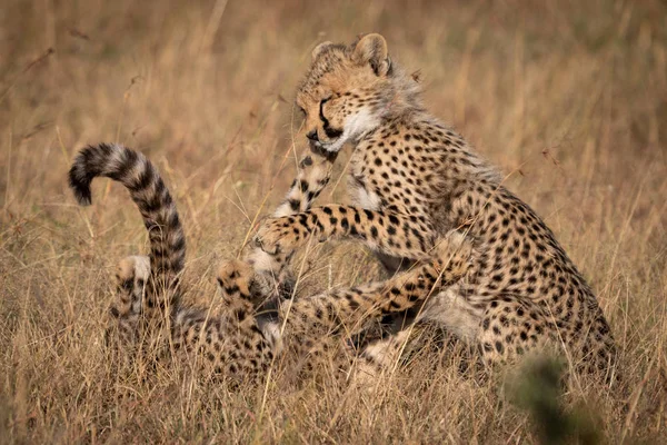 Due Cuccioli Ghepardo Giocano Lotta Erba — Foto Stock