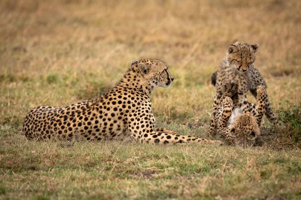 Twee Cheetah Welpen Spelen Strijd Naast Moeder — Stockfoto