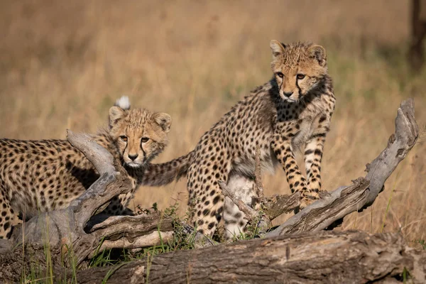 Çita Yavrularını Oturum Sola Bakın — Stok fotoğraf