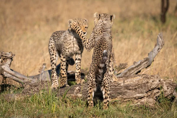 Two Cheetah Cubs Play Fighting Log — Stock Photo, Image