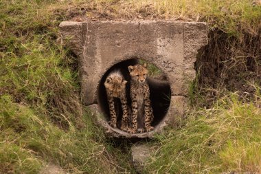 İki Çita yavrularını boru girişinde