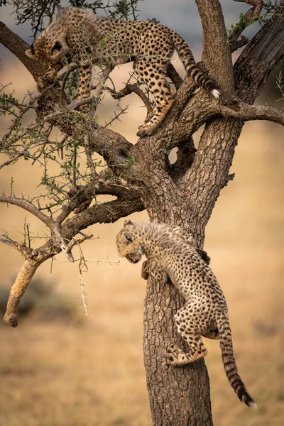 Dvě Mláďata Geparda Vylézt Strom Savannah — Stock fotografie