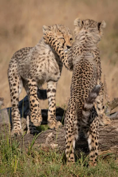 Two Cheetah Cubs Play Fighting Logs — Stock Photo, Image