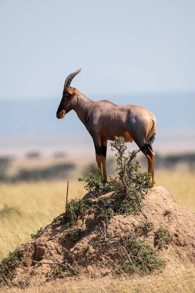 Topi Standing Earth Mound Savannah — Stock Photo, Image