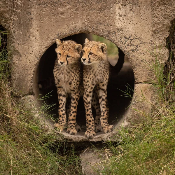 Twee Cheetah Welpen Uitkijken Uit Pijp — Stockfoto