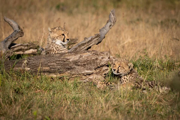 Två Cheetah Ungar Ligga Bredvid Döda Logg — Stockfoto