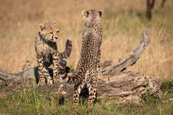 Zwei Gepardenbabys Lehnen Auf Totem Baumstamm — Stockfoto