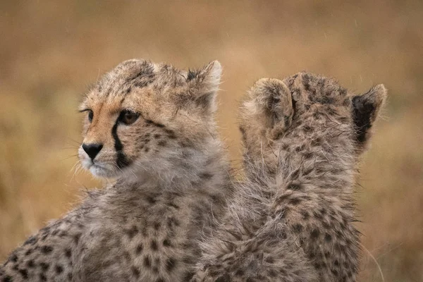 Twee Cheetah Welpen Gezicht Tegengestelde Richtingen — Stockfoto