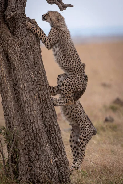 Deux Oursons Guépard Grimpant Arbre Dans Savane — Photo