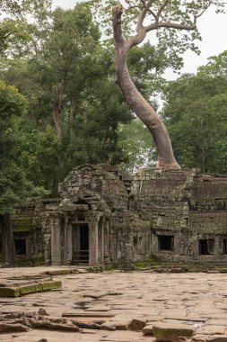 Ağaç harap tapınak girişi yetişir