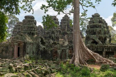 Taş tapınak kalıntıları arasında büyüyen ağaç