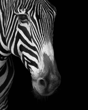 Close-up Grevy zebra yüz mono