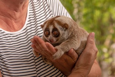 Slow loris sits in hands of woman clipart
