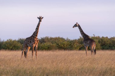 Uzun otların arasında duran iki Masai zürafalar