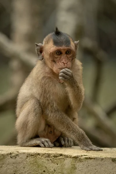Macaque Longue Queue Trouve Manger Sur Mur Béton — Photo