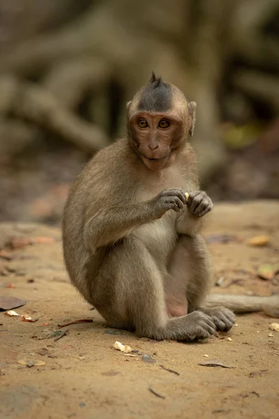 Macaque Longue Queue Mange Avec Les Deux Pattes — Photo