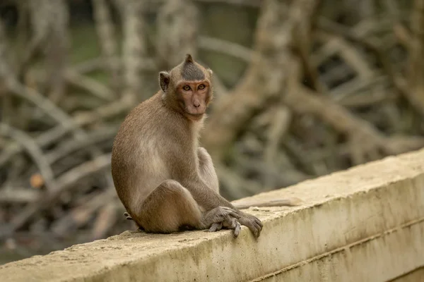 Macaque Longue Queue Est Assis Face Caméra Sur Mur — Photo