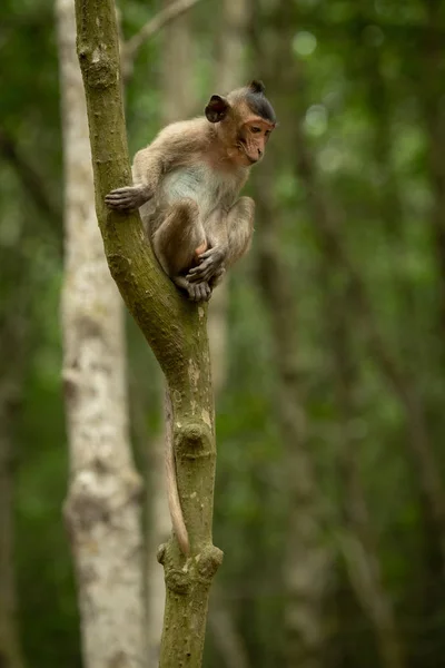Dlouhoocasý Macaque Sedí Dívá Stromu — Stock fotografie