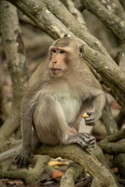 Uzun Kuyruklu Makak Mangrovun Üzerinde Oturur Elinde Yiyecek Vardır — Stok fotoğraf