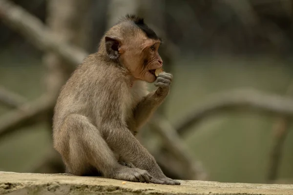 Dlouhoocasý Macaque Sedí Okusuje Jídlo Zdi — Stock fotografie