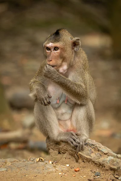 Macaque Longue Queue Est Assis Sur Rocher Sablonneux Manger — Photo