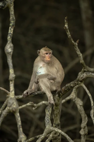 Long Tailed Macaque Sits Tangled Dead Branches — Stock Photo, Image