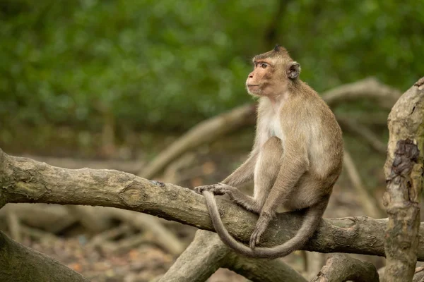 Macaque Longue Queue Est Assis Sur Racine Regardant Gauche — Photo