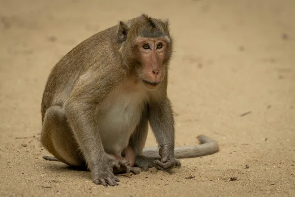 Dlouhoocasý Macaque Sedí Zírá Písčitou Zem — Stock fotografie