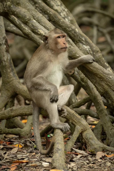 Langschwanzmakaken Sitzen Auf Verworrenen Mangrovenwurzeln — Stockfoto