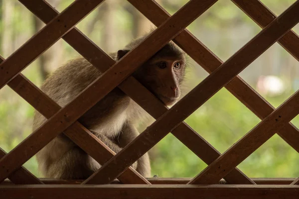 Dlouhoocasý Macaque Zírá Dřevěným Oknem Mříží — Stock fotografie