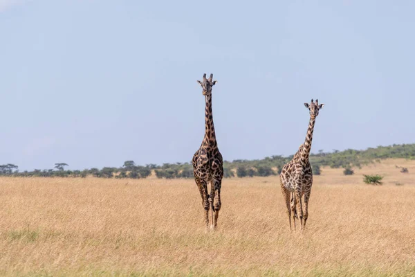 Uzun Çimenlerde Yürüyen Iki Masai Zürafası — Stok fotoğraf