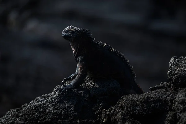 Marine Iguana Perched Black Volcanic Rock — Stock Photo, Image