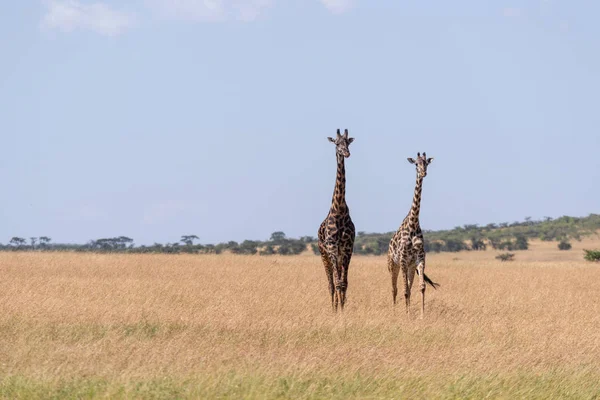 Due Giraffe Masai Camminano Nell Erba Lunga — Foto Stock