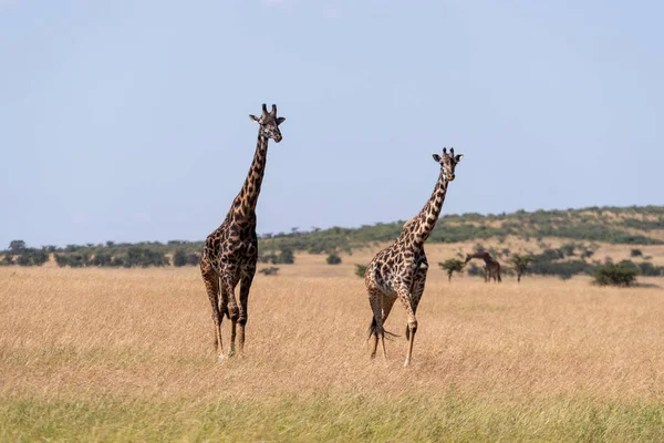 Deux Girafes Masai Marchant Côte Côte Dans Savane — Photo